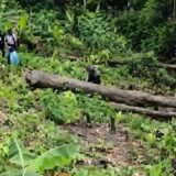 Kango: un quinquagénaire dissimule une plantation de cannabis de 300 m2