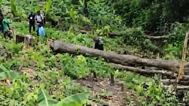 Kango: un quinquagénaire dissimule une plantation de cannabis de 300 m2