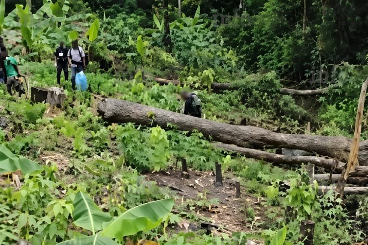 Kango: un quinquagénaire dissimule une plantation de cannabis de 300 m2